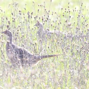 Common Pheasant