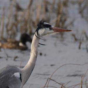 Grey Heron