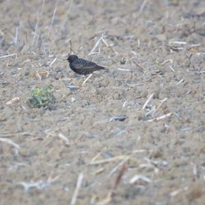 Common Starling