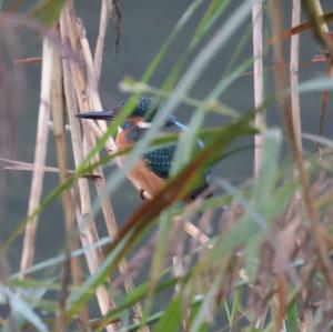 Common Kingfisher