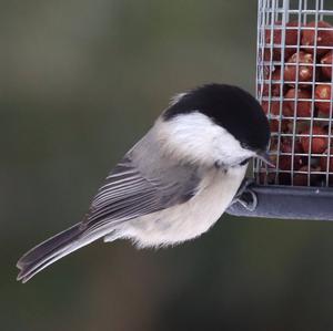 Marsh Tit