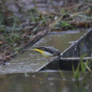 Grey Wagtail