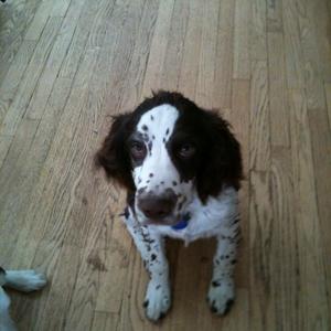 Spaniel (English Springer)