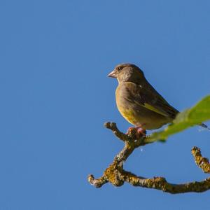 European Greenfinch