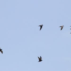 Black Tern