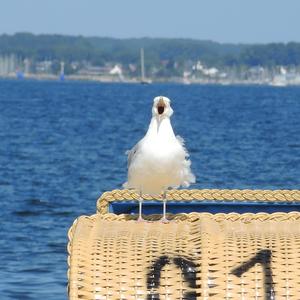 Herring Gull