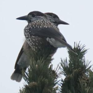 Spotted Nutcracker