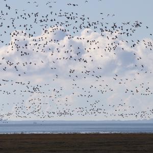 Barnacle Goose