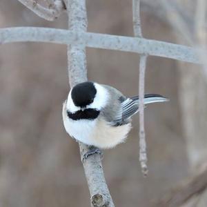 Black-capped Chickadee