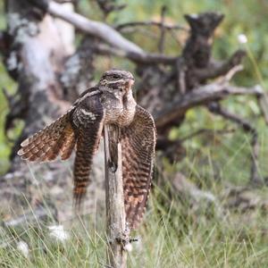 Eurasian Nightjar