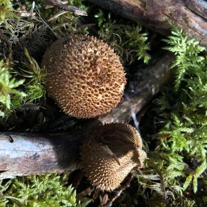 Brown Puffball