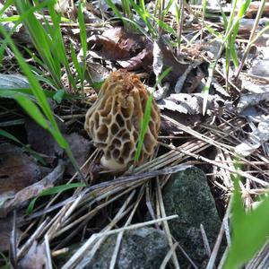 Yellow Morel