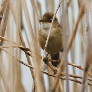 Eurasian Reed-warbler