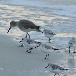 Willet