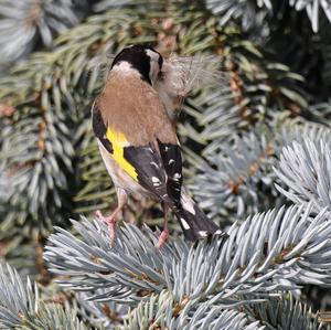 European Goldfinch