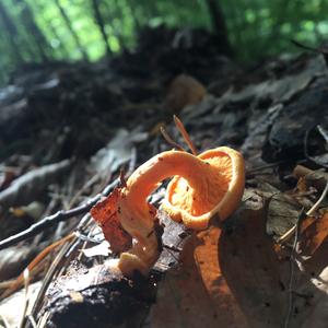 False Chanterelle