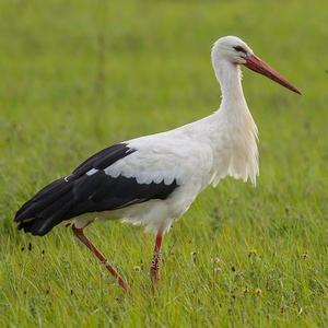 White Stork