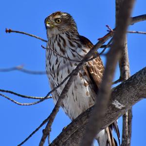 Cooper's Hawk