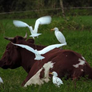 Cattle Egret