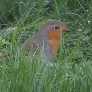 European Robin