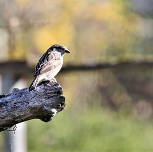 House Sparrow