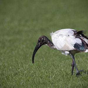 African Sacred Ibis