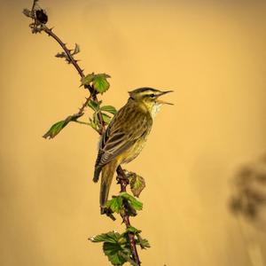 Sedge Warbler