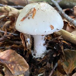 Death Cap