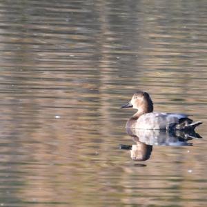 Common Pochard