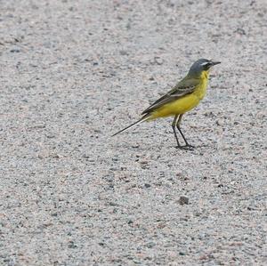 Yellow Wagtail