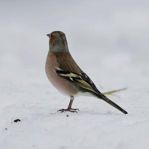 Eurasian Chaffinch