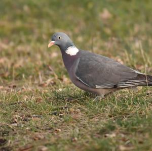 Common Wood-pigeon