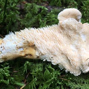 Hedgehog Fungus, Common