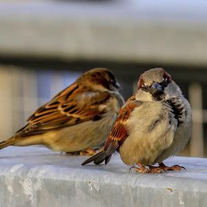 House Sparrow