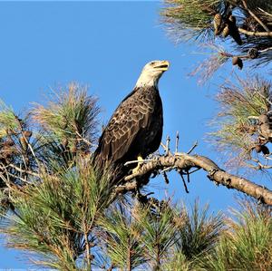 Weißkopfseeadler