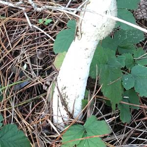 Stinkhorn, Common