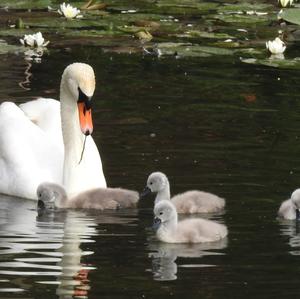 Höckerschwan