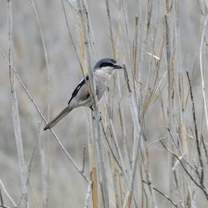 Great Grey Shrike