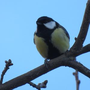 Great Tit