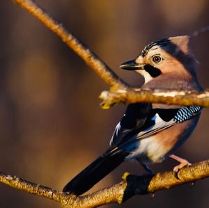 Eurasian Jay