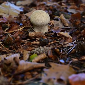 Gem-studded Puffball