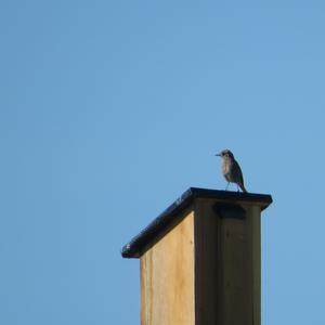 Black Redstart