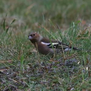 Eurasian Chaffinch