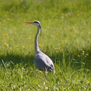 Grey Heron