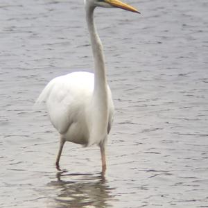 Great Egret