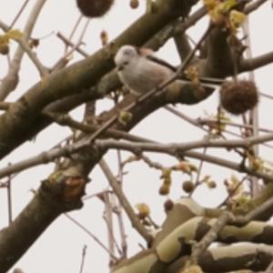 Long-tailed Tit