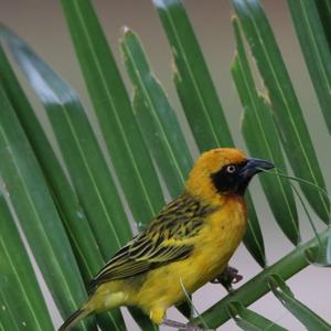 Vitelline Masked-weaver