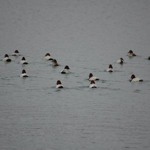 Common Pochard