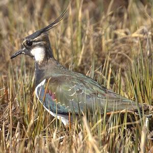 Northern Lapwing