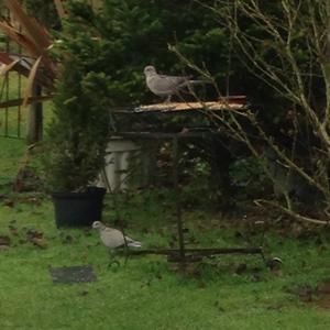 Eurasian Collared-dove